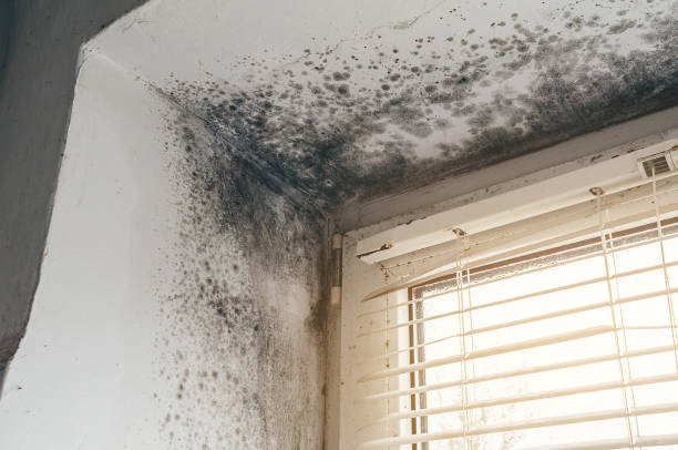Affordable Attic Mold Remediation solutions in Shiloh, PA